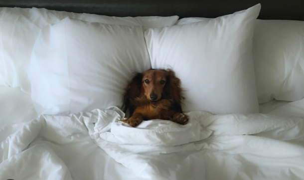Best Hotels to stay with your dog in New York!