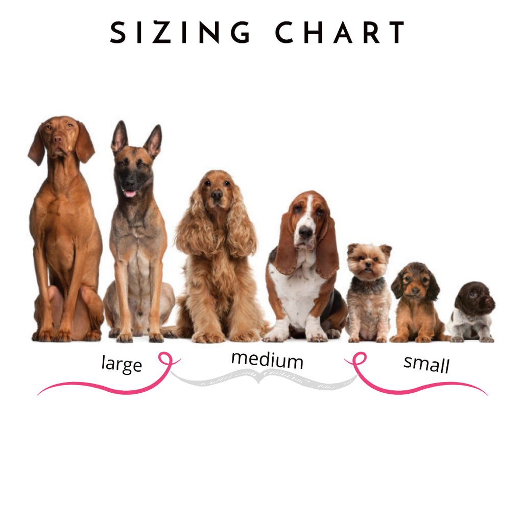 seizing chart dog